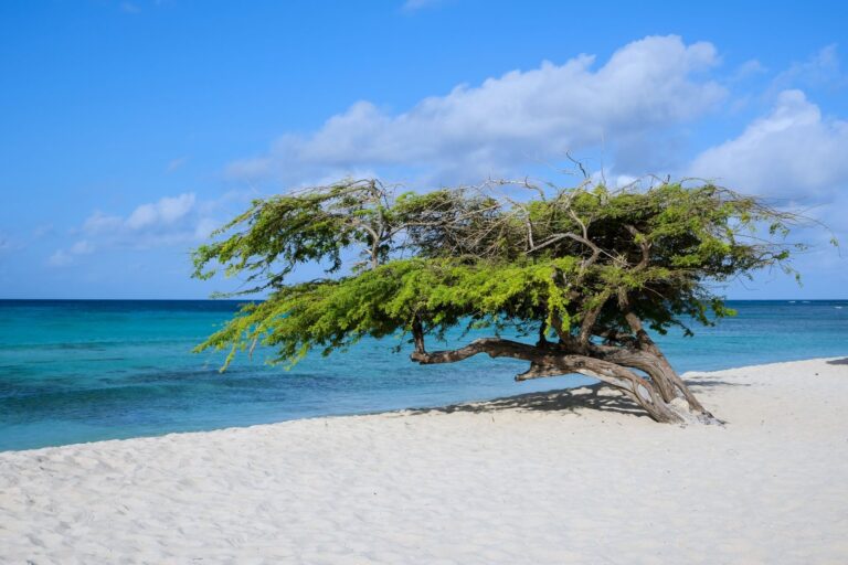 Árbol Divi Divi en Aruba