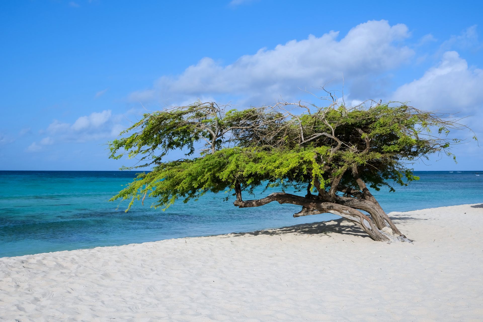 Árbol Divi Divi en Aruba
