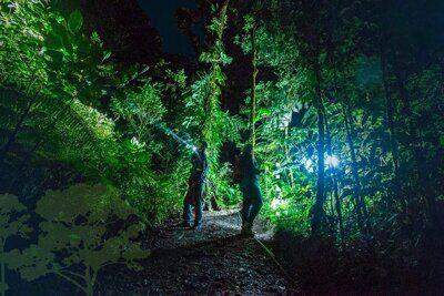 Caminata nocturna en Monteverde