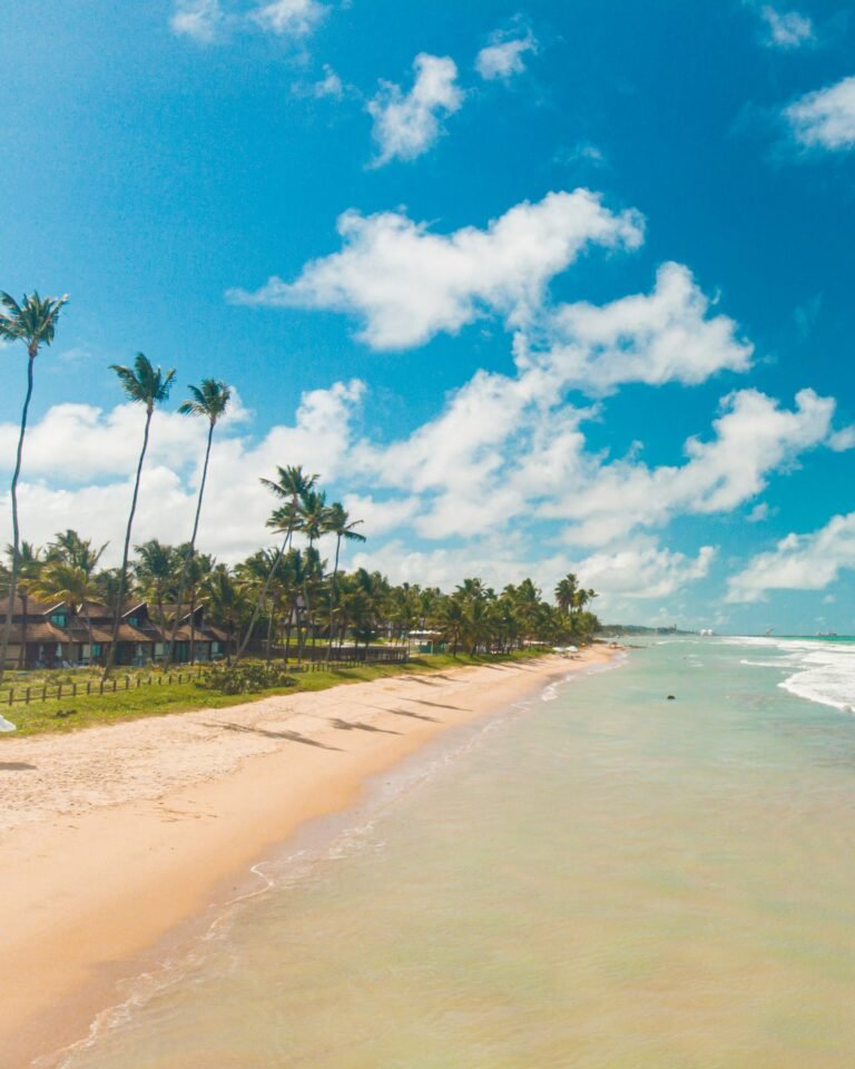 Palmeras en la costa de Maceió